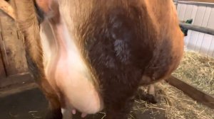 Джерси Люся, один день до отела. Все признаки скорого отела у коровы на лицо!