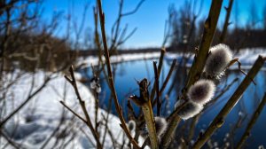 Щука в марте, после схода льда, перед нерестом.