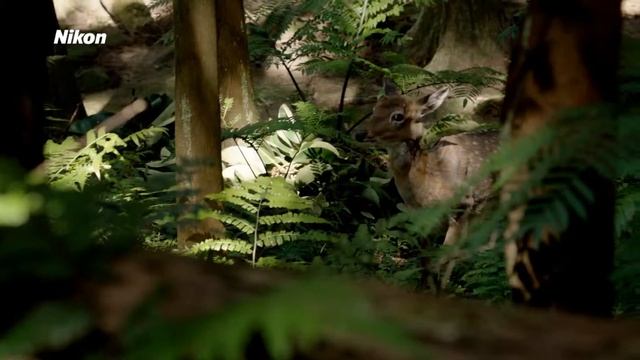 Nikon Coolpix P7700 смотреть онлайн