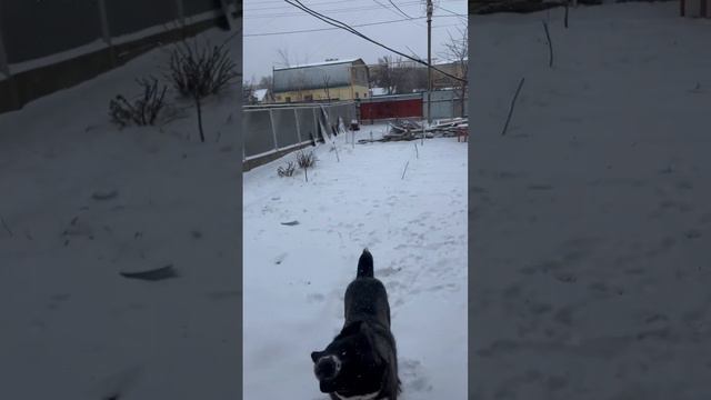 Моему красавчику уже годик 🎁🎂 #alabai #dog #алабай #топ #втоп смотреть онлайн