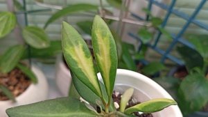 Хойя Буртония вариегата. Н. Вurtоniае vаr.(ds-70) {Буртония}