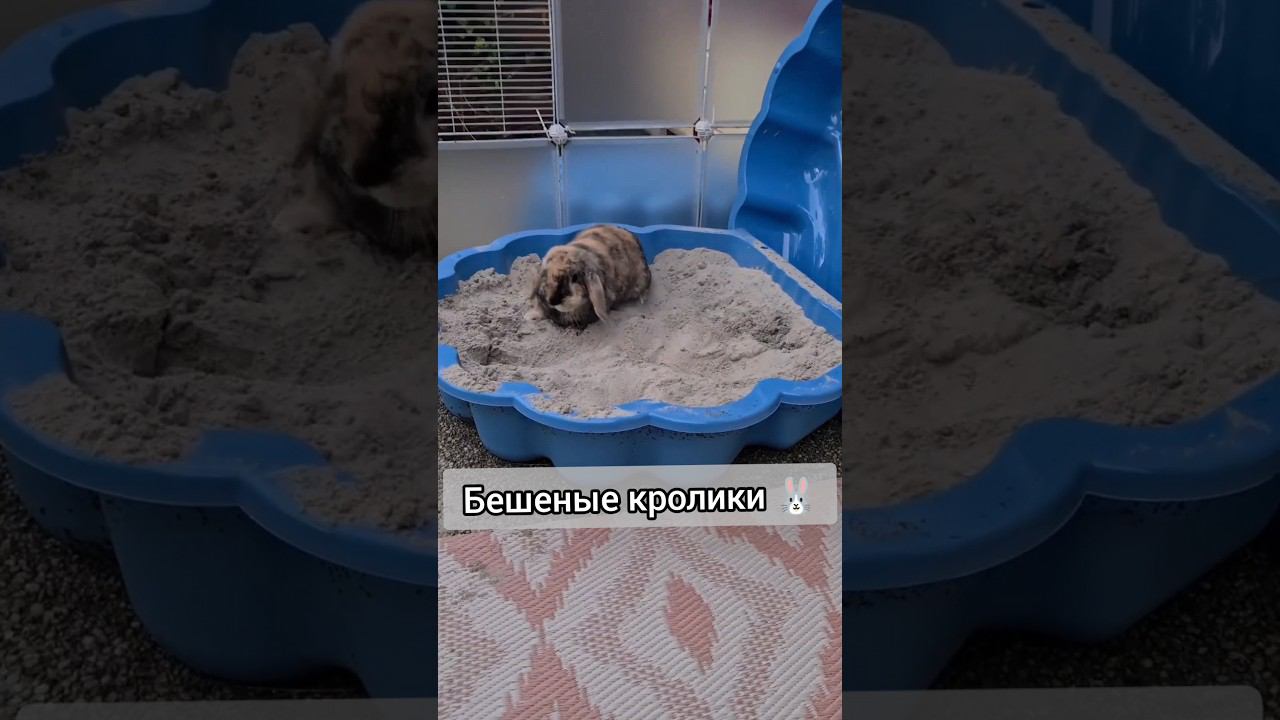 Бешеные и смешные кролики, crazy and funny rabbits, 疯狂又有趣的兔子,الأرانب مجنون ومضحك смотреть онлайн