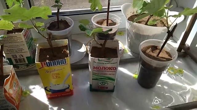 Выращиваем виноград на Дальнем Востоке. Продолжение. смотреть онлайн