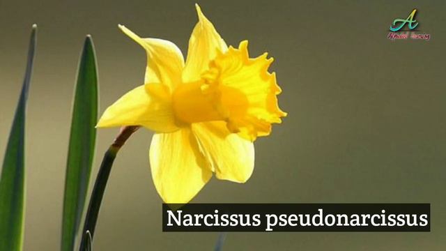 Flower names list '5' 🌼 смотреть онлайн