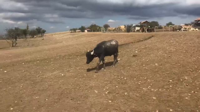 Сафари парк Антилоп. Рядом Коктебель смотреть онлайн
