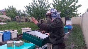 Комплектуем отводки на одну рамку пчелы