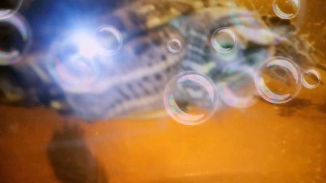 Мои домашние животные смотреть онлайн