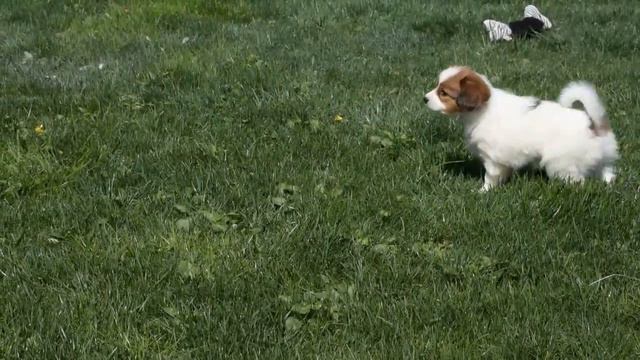 Papillon Puppies For Sale смотреть онлайн