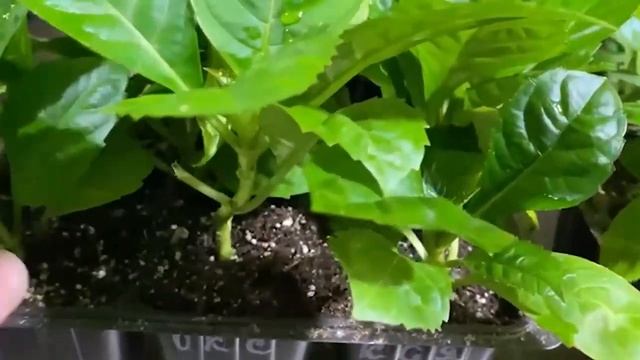 Гортензии и Рододендроны, новое поступление смотреть онлайн