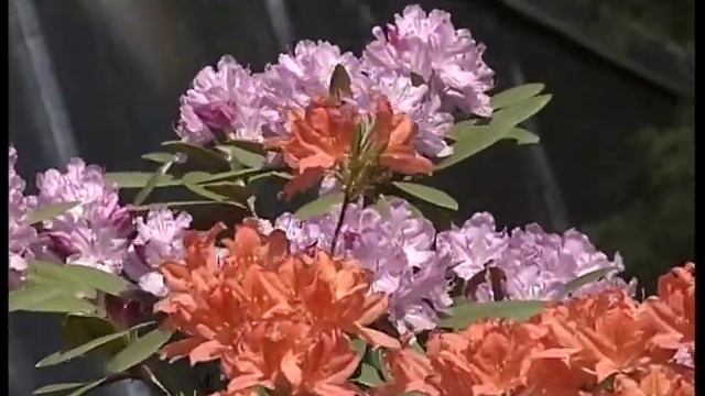 rhodo.ru - Подмосковные рододендроны смотреть онлайн