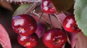 Посадите в своем саду декоративную яблоню Роялти - она привлечет внимание каждого!