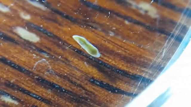 Rhabdocoela (?) flatworm смотреть онлайн