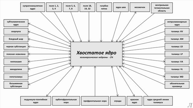 11.1 Подробное разъяснение. Хвостатое ядро смотреть онлайн
