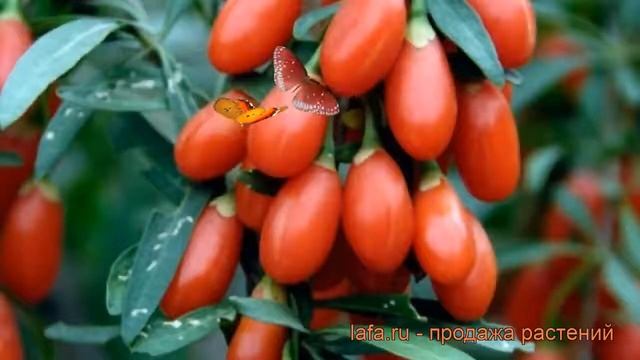 Годжи лечебная Корен Биг (lycium barbarum koren big) ? обзор: как сажать, саженцы годжи Корен Биг смотреть онлайн