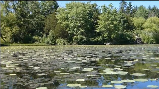 охота серой цапли grey heron hunts 06 15 2020 Nockamixon lake смотреть онлайн