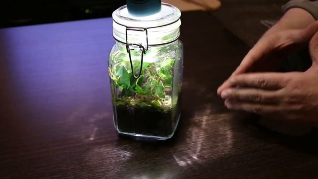 Как сделать эксперимент - Древние бактерии (Ancient Bacteria)