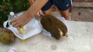 Как едят джекфрут. Jackfruit is the biggest fruit.