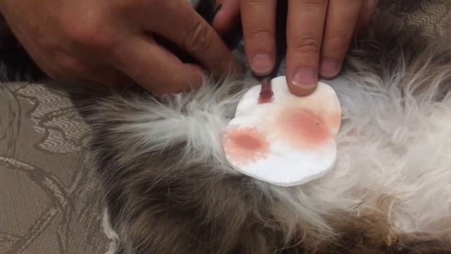 КАК ПРОМЫВАТЬ ДРЕНАЖ У КОШКИ смотреть онлайн