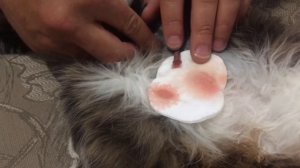 КАК ПРОМЫВАТЬ ДРЕНАЖ У КОШКИ