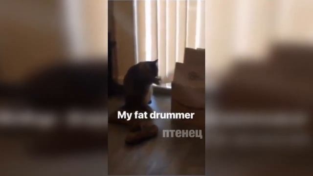 Угарные Кошаки захватывают инет смотреть онлайн