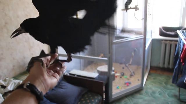 Грач Рюк смотреть онлайн