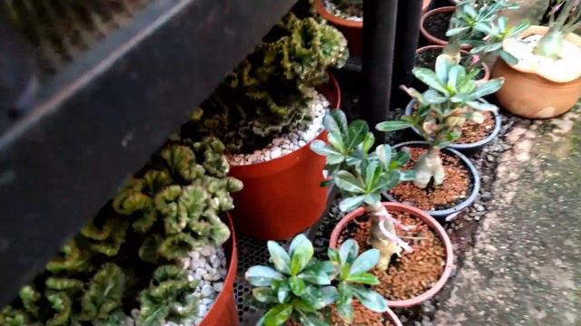 DE VOLTA à ESTAÇÃO GARDEN - SUCULENTAS (Parte 2) смотреть онлайн