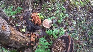 Осенний сбор опят! Прогулка по осеннему лесу!