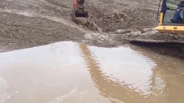 Cuterebra Removal Inside Cat Eyes and Rescue Animals смотреть онлайн