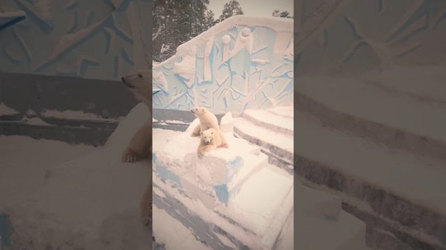 Новосибирский ЗООПАРК смотреть онлайн