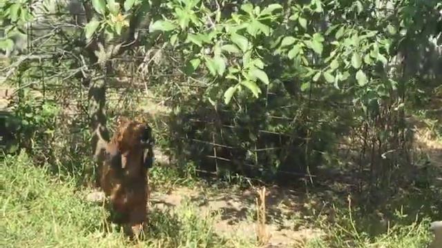 тихая охота смотреть онлайн