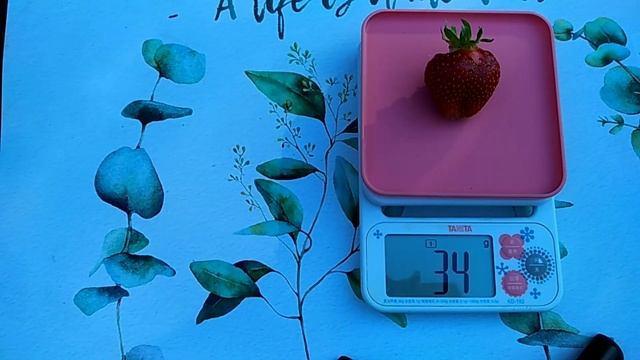 Сорт клубники АЛЛЕГРО / Allegro. Великолепное сочетание вкуса и урожайности. смотреть онлайн