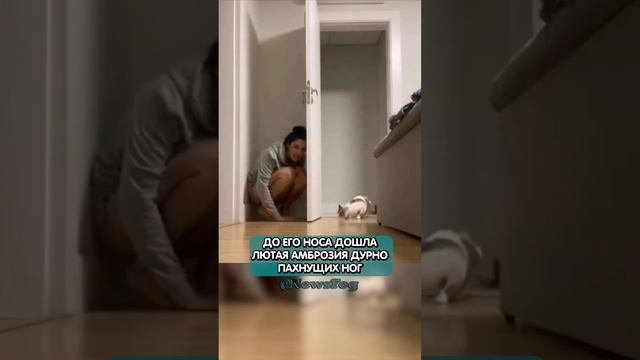 Два сапога пара 😂 #кот #испуг #девушка смотреть онлайн