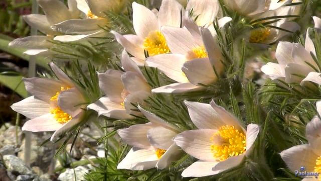 Ботанический сад. Прострел, или Сон-трава (2021) смотреть онлайн