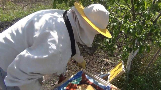 Как я стал пчеловодом. Как завести пчел. Пчелы Бакфаст. Пасека с нуля. смотреть онлайн