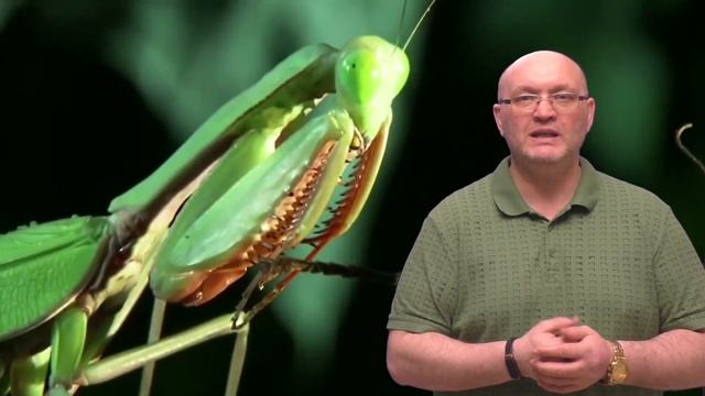 25 интересных фактов о насекомых смотреть онлайн