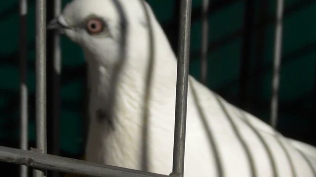 Этих голубей ждал целый ГОД❗Мои новые голуби❗ смотреть онлайн