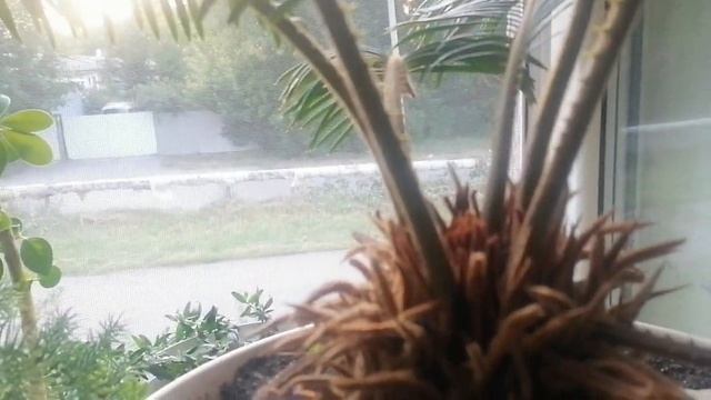 Обзор моих комнатных цветов, на 25 июля 2023 года. смотреть онлайн