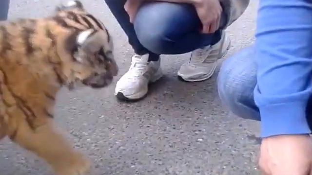 Тигрёнок смотреть онлайн