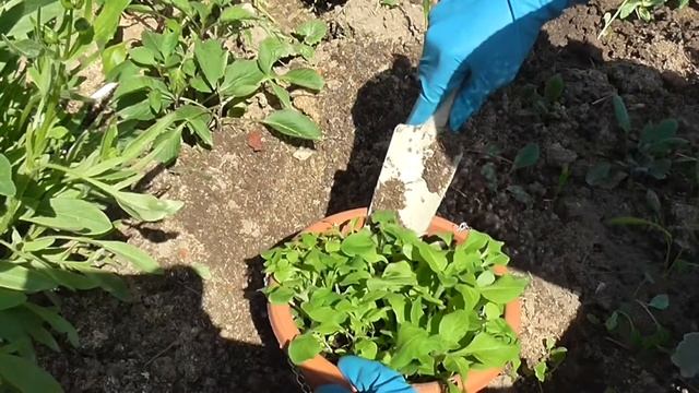 Выращивание петунии в кашпо на балконе и на клумбе смотреть онлайн