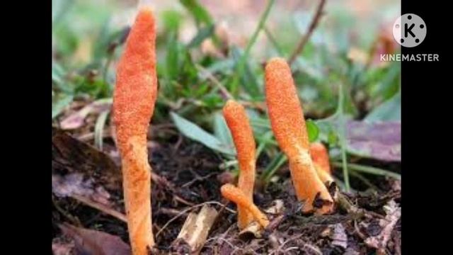 Cordyceps Militaris Mushroom смотреть онлайн