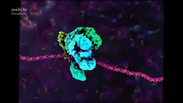 DNA Animation (2002-2014) By Drew Berry And Etsuko Uno Wehi.tv #ScienceArt