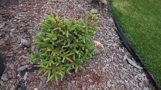 Хвойные сад и не только! Болталка_Ели_часть_5. Июль 2022 смотреть онлайн