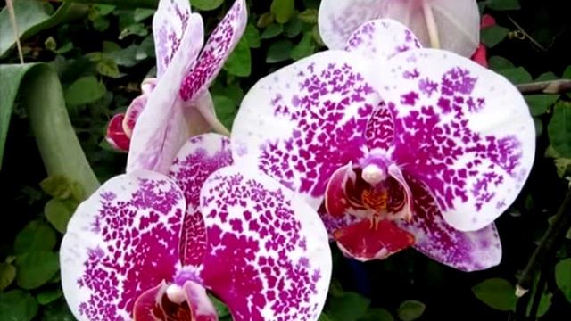 Парк орхидей Утопия Израиль avi смотреть онлайн