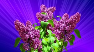 Футаж. Цветочный фон 129