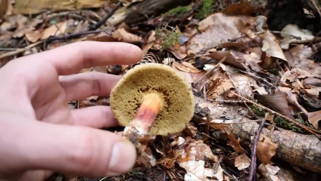 Pilze Ohne Ende | Pfifferlinge, Hexenröhrlinge & Mehr | 15 Arten Im Wald