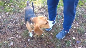 ШЕРЛОК В БОРЬБЕ С СИРЕНОГОЛОВЫМ. ВЕЛИКИЕ СРАЖЕНИЯ. БРОС ШОУ ПЕТ