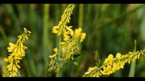 РЕПЕШОК ОБЫКНОВЕННЫЙ ПОЛЕЗНЫЕ СВОЙСТВА