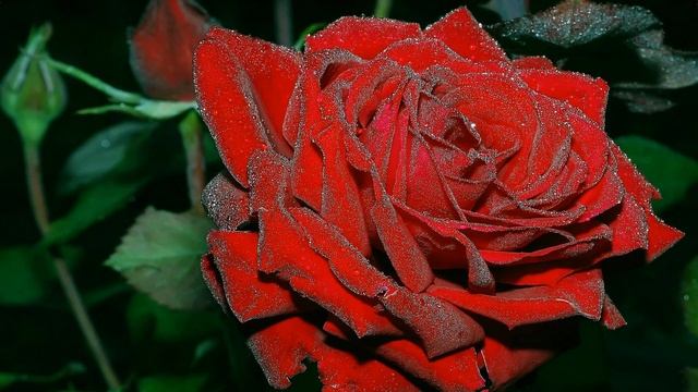 МИЛЛИОН АЛЫХ РОЗ смотреть онлайн