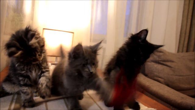 Котята мейн куны. смотреть онлайн