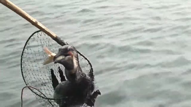 9. 3 баклана выловили большого карпа смотреть онлайн